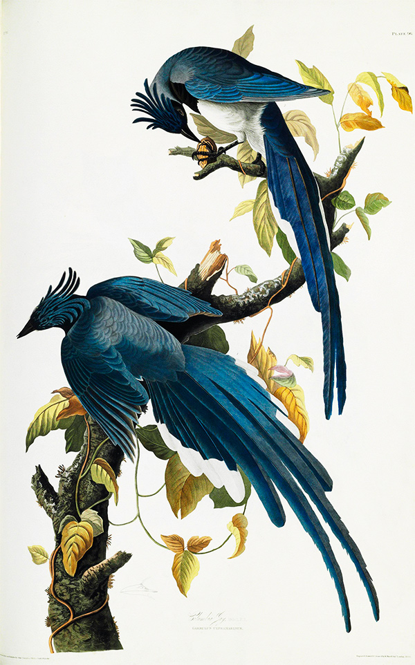 Audubon  US Stamps